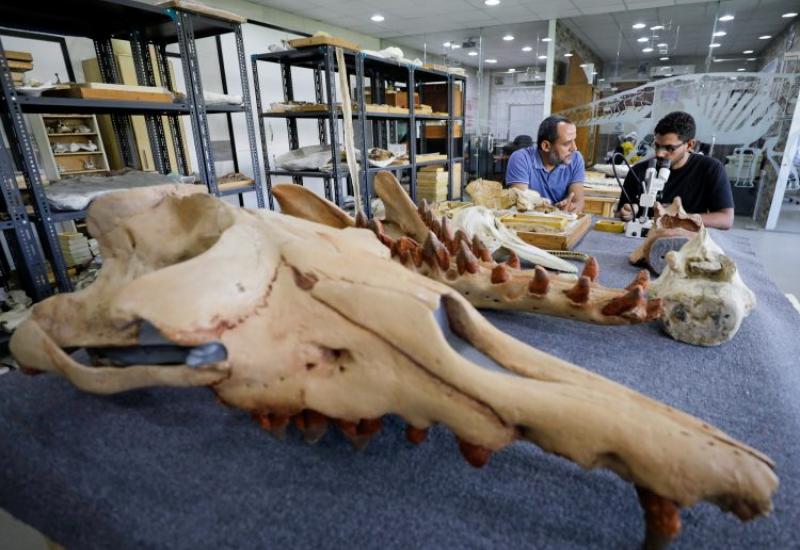  - U Egiptu otkriven fosil nove vrste kita s četiri noge
